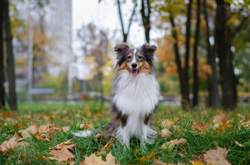 Cute tricolor dog sheltie breed in fall park. Young shetland sheepdog on green grass and yellow or orange autumn leaves