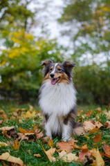 Cute tricolor dog sheltie breed in fall park. Young shetland sheepdog on green grass and yellow or...