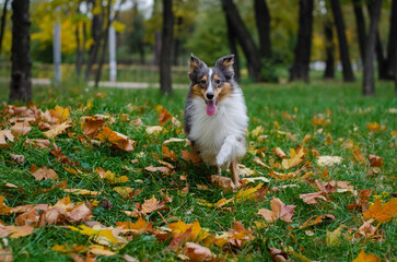 Cute tricolor dog sheltie breed is running in fall park. Young shetland sheepdog on green grass and...