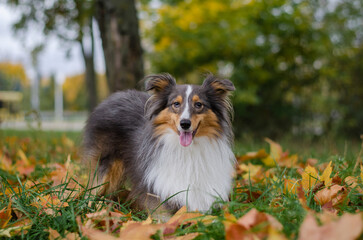 Cute tricolor dog sheltie breed in fall park. Young shetland sheepdog on green grass and yellow or...