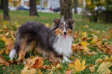 Cute tricolor dog sheltie breed in fall park. Young shetland sheepdog on green grass and yellow or...
