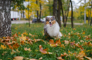 Cute tricolor dog sheltie breed is running in fall park. Young shetland sheepdog on green grass and...