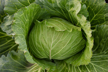 Fototapeta na wymiar Cabbage growing in the garden