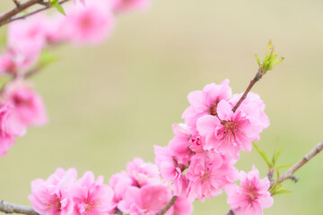 ふんわりした満開の桃の花（ハナモモ）の枝先のアップ