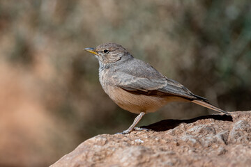 Desert lark, Ammomanes deserti. A common desert bird.