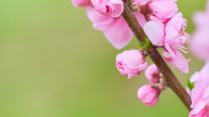 Fototapeta na wymiar 桃の花（ハナモモ）の蕾のアップ