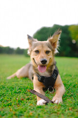 Mixed-breed multicolor dog with harness holds a plant between its paws and looks at camera. Animal fur black, brown, white. Happy, healthy medium-sized pet on the grass in a park. German Shepherd mix.