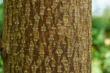 Texture of Paulownia tomentosa bark on blurry background of natural greenery. Abstract natural background for any design and place for text. Selective focus on bark  Empress or princess tree
