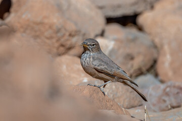 Desert lark, Ammomanes deserti. A common desert bird.
