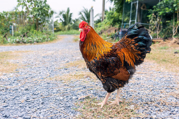 Free range organic chicken pure breed. Black yellow laced Wyandotte rooster in the backyard.