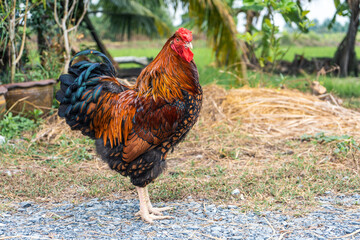 Free range organic chicken pure breed. Black yellow laced Wyandotte rooster in the backyard.