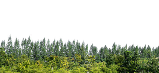View of landscape scene dense tree line isolated on a white background.