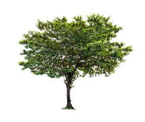 Terminalia catappa or Indian almond tree of Thailand isolated on white background.