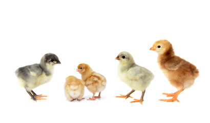 Set of Chicks of different age and different colors according to species isolated on white background.