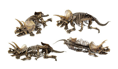 Set Fossil skeleton carcass of Dinosaur three horns Triceratops in position lie down isolated on white background. © Panupong