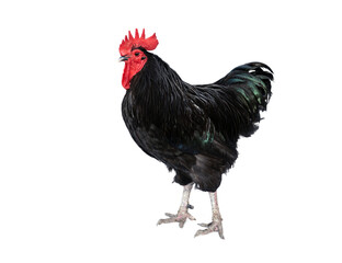 Pure breed of beautiful chicken. Black Australorp rooster isolated on white background.