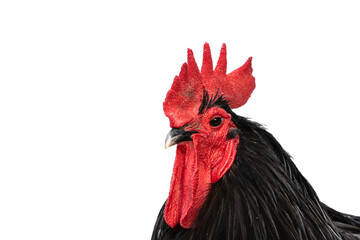 Pure breed of beautiful chicken. Close-up face Black Australorp rooster isolated on white...