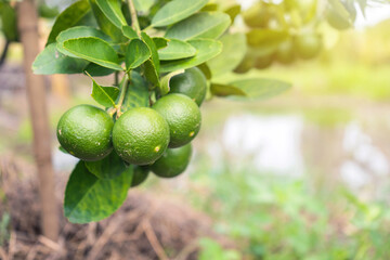 lime tree with hanging green fruit It is commonly used as a seasoning or to make fruit juice are excellent source of vitamin C. in an organic garden with pond background and copy space.