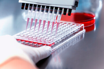 96 well plate for PCR processing, microbiological laboratory. Researcher pipetting samples of...