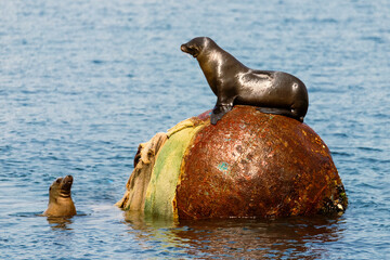 California sea lions (Zalophus californianus) in a territorial dispute over a large mooring buoy. ...