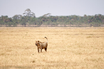 Beautiful lioness breathing after a run while searching for prey in the middle of the African savannah of Amboseli National Park in Kenya