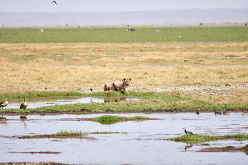 Naklejka premium Beautiful lioness raises her head after drinking from a pool in the middle of the African savannah of Amboseli National Park in Kenya