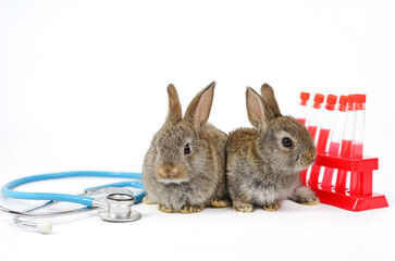  two rabbits,stethoscope and sampling tubes isolated on white background. concept rabbits sick,...