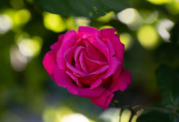 close up of beautiful pink red rose in garden with bokeh from sunlight and green foliage green leaves in background horizontal format room for type love romance valentines backdrop or background 