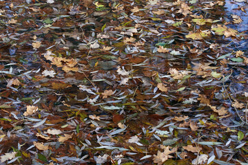 Herbst an einem Teich	