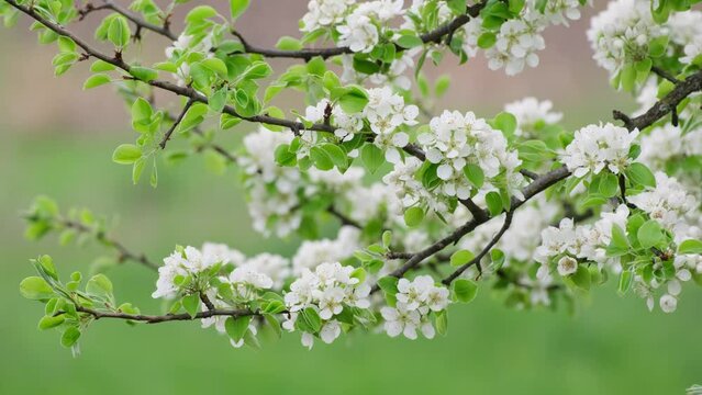 Beautiful blur orchard blooming background. Slow motion. Bright floral scene with natural lighting. Nature in Springtime. Branches of beautiful blooming tree with white flowers in early spring