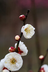 白梅の花