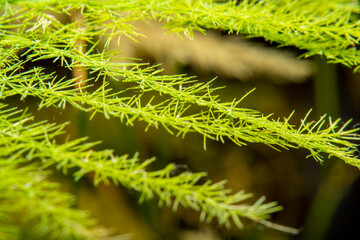 Close-up of a home ornamental plant. Part of a plant in soft focus at high magnification.