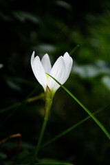 Fototapeta premium lily White flower with green background