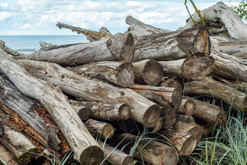 Background with dry sawn tree trunks on the sea coast. Romantic sea view with a bunch of wooden logs. Forgotten dreams and withered plants.