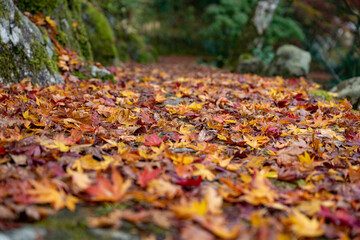 山陰の小京都　秋の津和野で見つけた紅葉の落葉