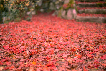 山陰の小京都　秋の津和野で見つけた紅葉の落葉