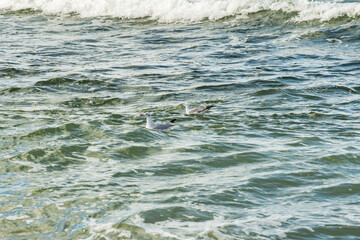 A seagull sits on the waves in a calm sea. Sea bird in natural habitat.