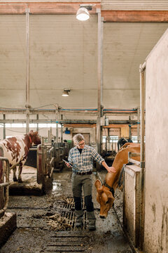 Female farmer with tablet PC examining cow at cattle farm