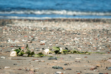 Dried white roses on the shore. Discarded flowers on a sandy beach. Background on the theme of...