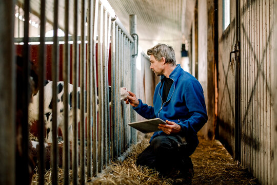 Farmer with tablet PC examining calf at dairy farm