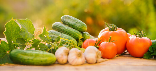 Fresh vegetables on a wooden background. Cucumbers, tomatoes, garlic, dill. Contoured sunlight. Organic farm. Organic vegetables. Summer harvest.