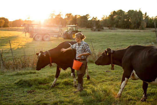 Female farmer with cows on field at sunset