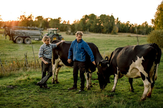 Mature farmers with cows grazing on field during sunset