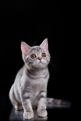 Fototapeta na wymiar british cat on black background. cat portrait in photo studio