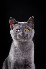 british cat on black background. cat portrait in photo studio
