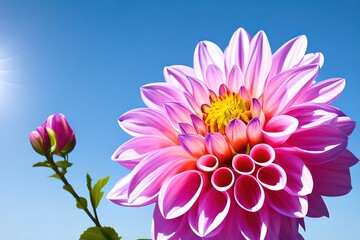 1040053258-mdjrny-v4 style USA, Washington. Detail of dahlia flowers against sky.___ ### frame, border, ugly, fat, overweight, ( 