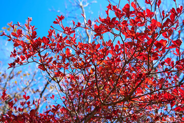 紅葉した樹木