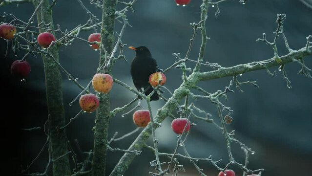 BlackbirdWinter_4K_1_short