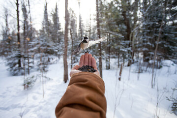 Fototapeta premium Hand feeding a chickadee