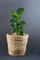 Ficus lyrata in a wicker pot on a gray background. The concept of a home interior , a flower shop. Fiddle leaf fig.